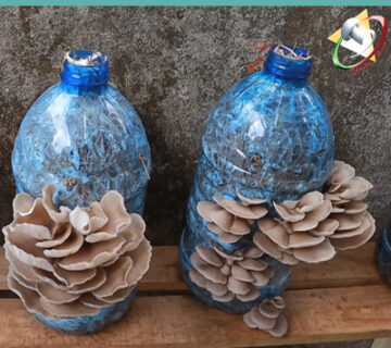 آموزش پرورش قارچ در منزل