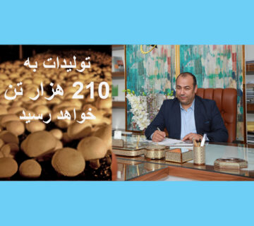 رئیس انجمن پرورش دهندگان قارچ: تولید قارچ به ۲۱۰ هزارتن می رسد