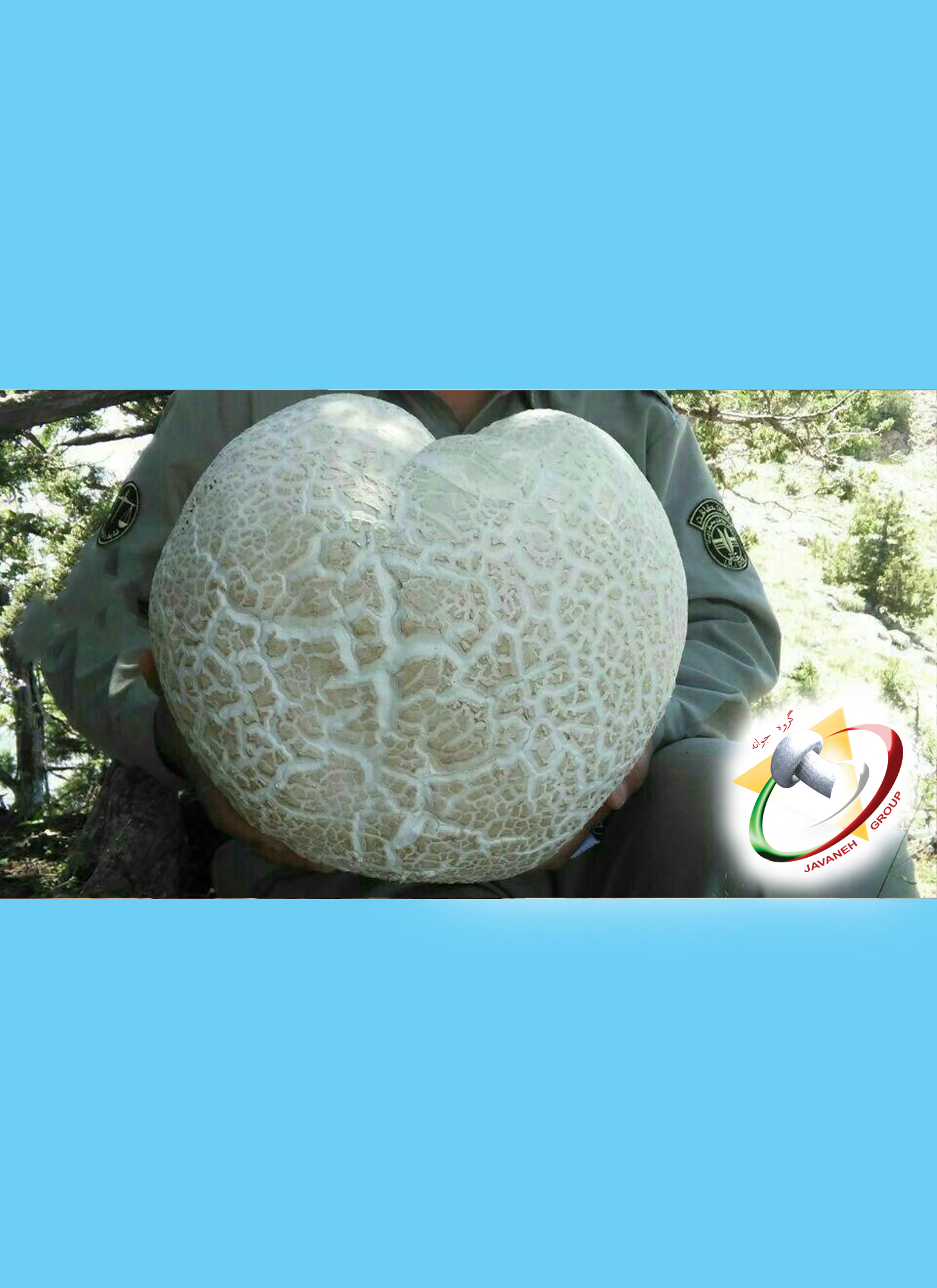 The Biggest Mushroom Finded in IRAN