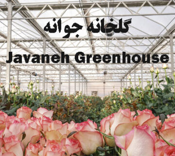 گلخانه جوانه